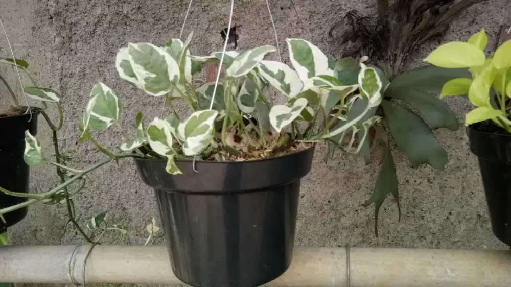 Lowongan kerja toko tanaman