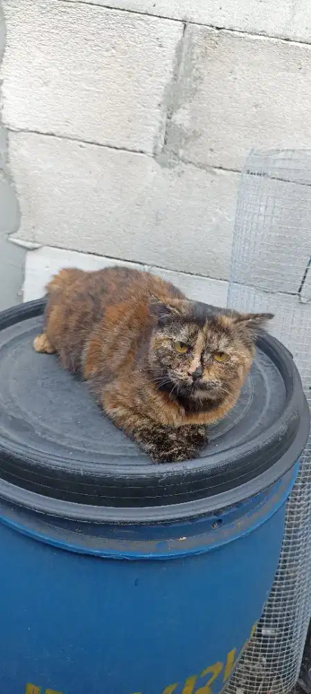 Kucing Scottish fold single waru