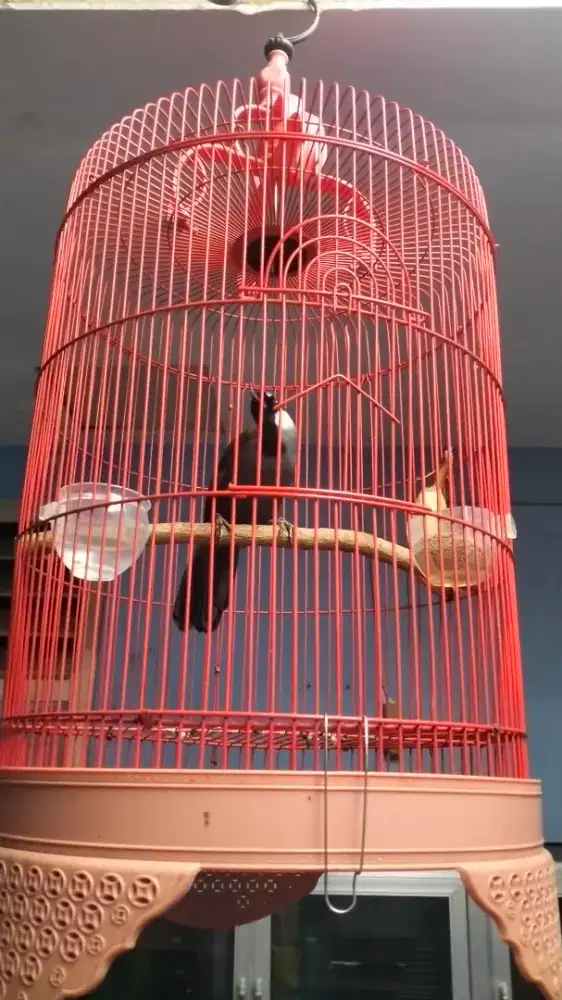 Poksay Hongkong gacor joged