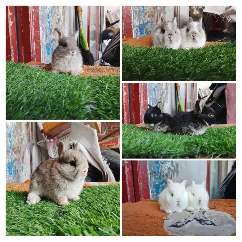 Peternakan kelinci mini Netherland dwarf