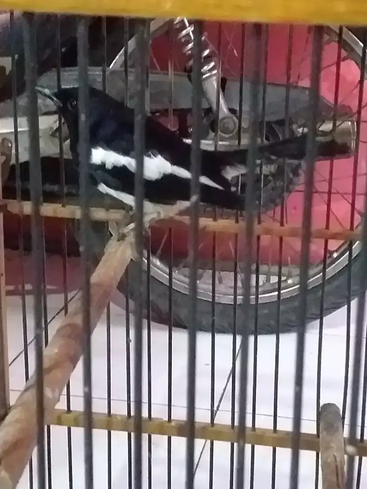 Kacer priangan bunyi polset