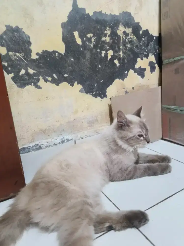 kucing  anggora rawat an