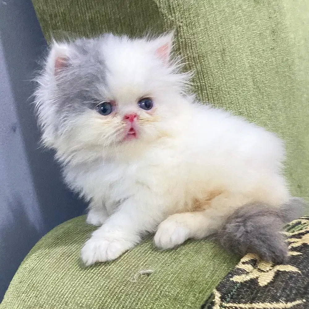 KUCING KITTEN PEAKNOSE LONGHAIR BULU KAPAS JANTAN