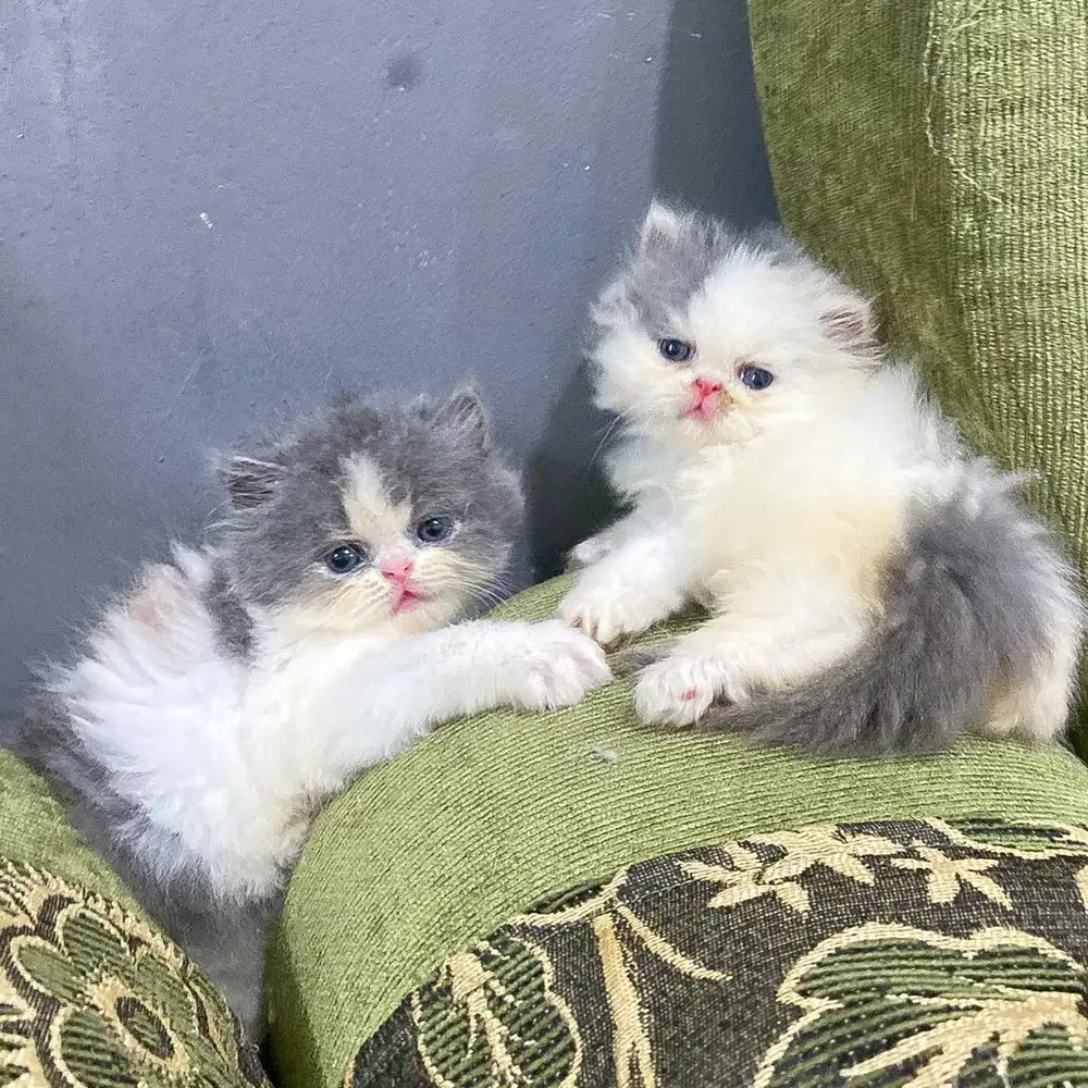 KITTEN PEAKNOSE CALICO LONGHAIR BULU KAPAS