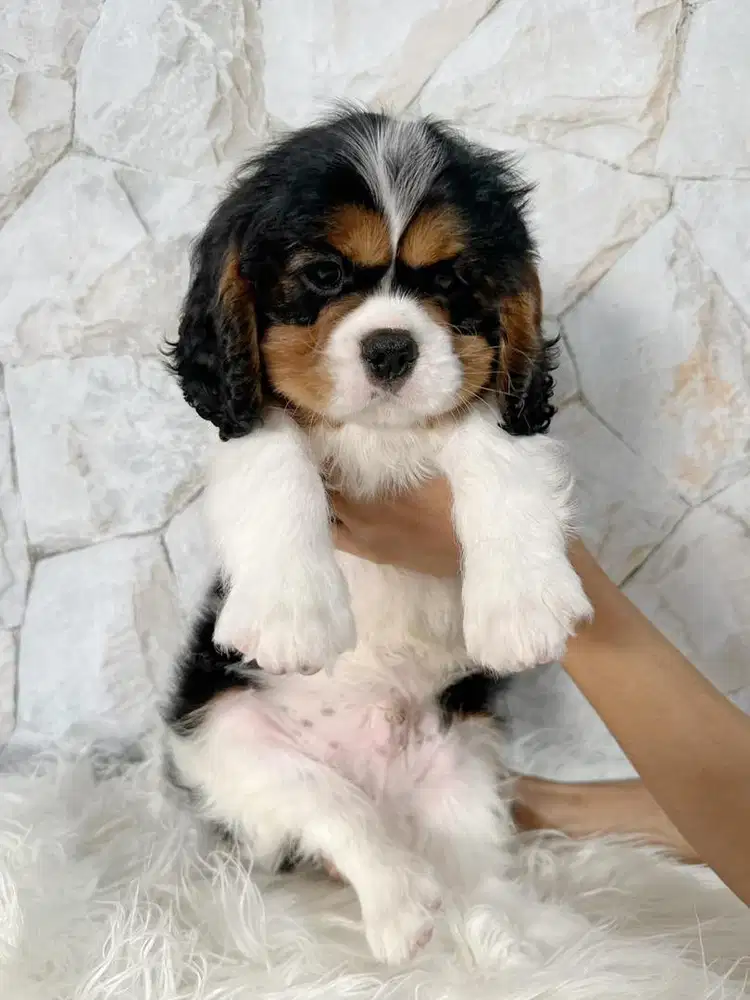 CHARLES SPANIEL TRICOLOR (JANTAN)
