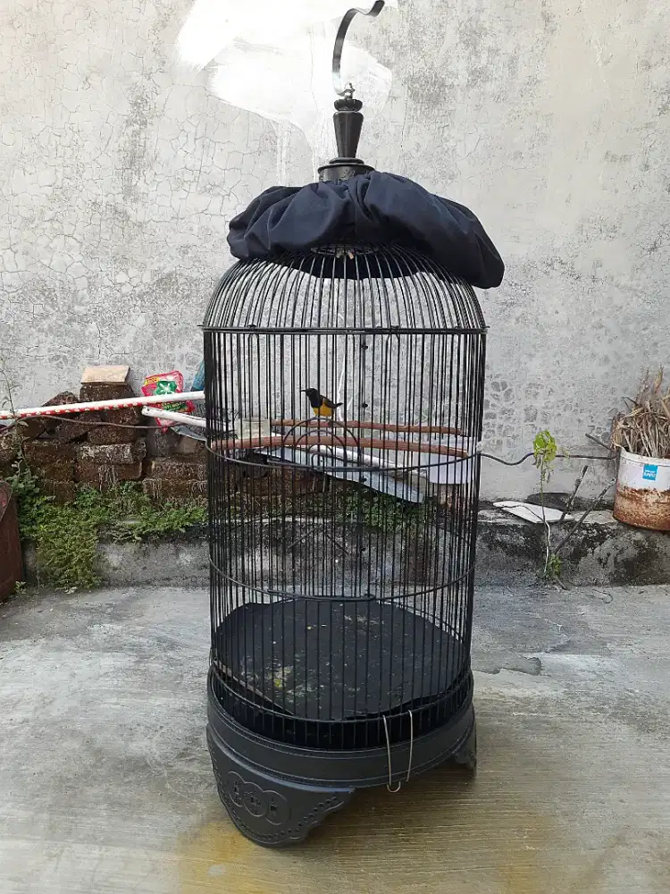 Sotongg plus sangkar