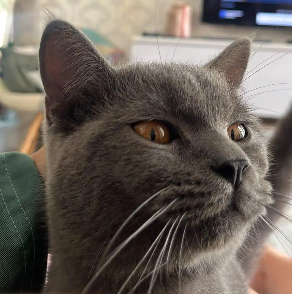 Jasa Pacak BSH (Jantan)