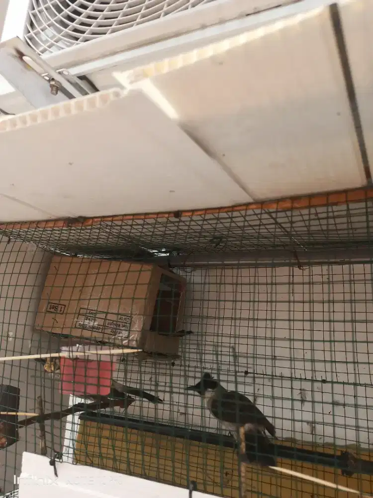 Burung Kutilang Ombyokan