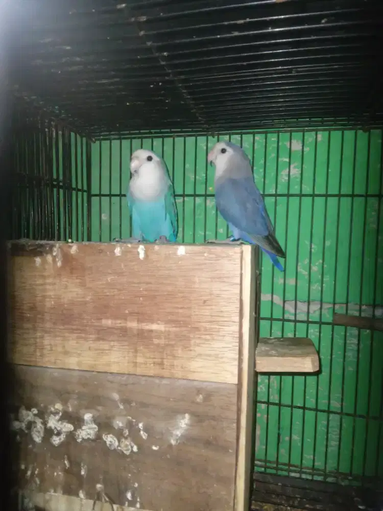 Lovebird nonklep sepasang produksi