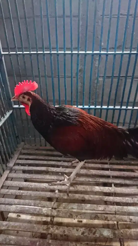 Ayam Bekisar Umur 9 Bulan