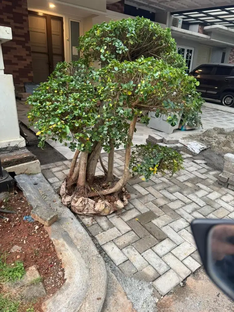 Tanaman Bonsai Dollar