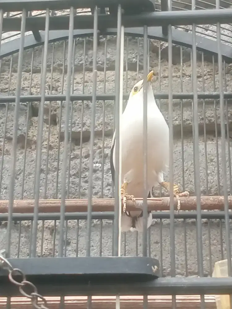 Jual burung jalak suren Jawa gacor garung