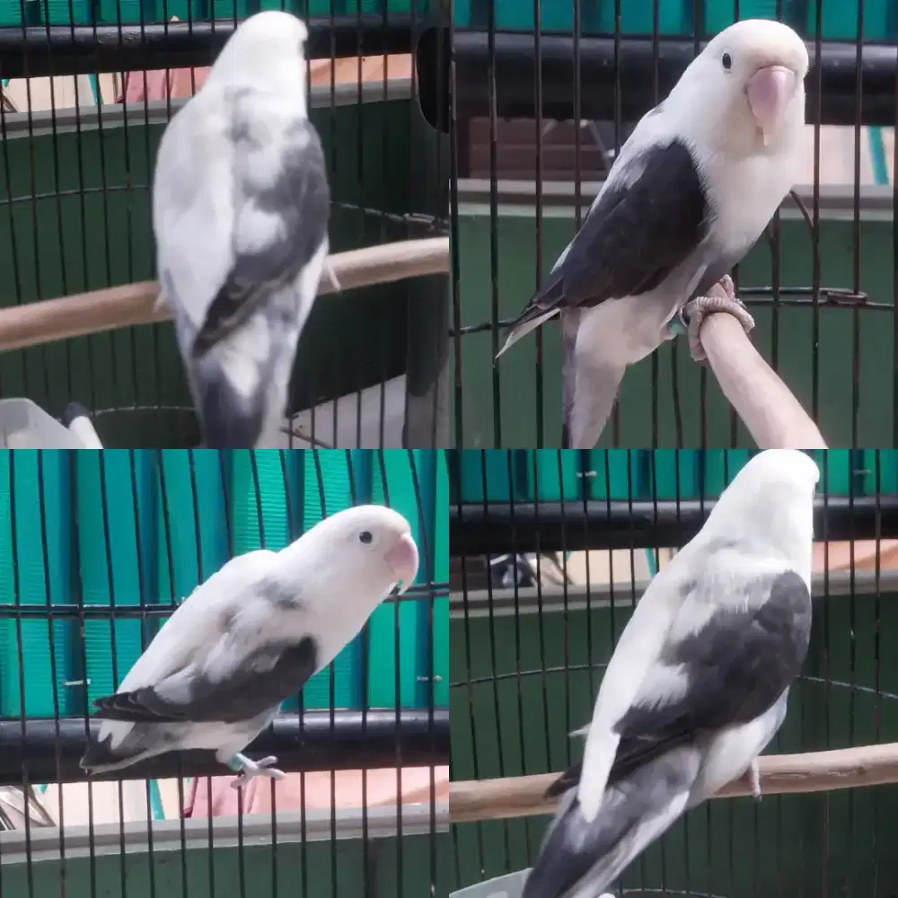 Lovebird betina body besar suara keras ngekek burja