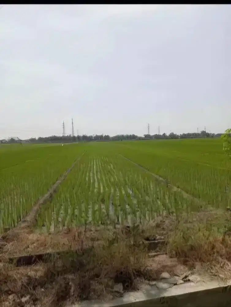 Jual sawah area kota madiun