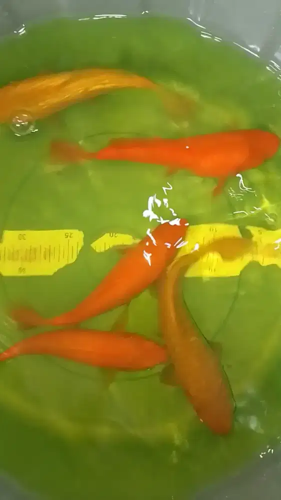 Ikan koi jenis Karashi Karashi Ginrin 26cm