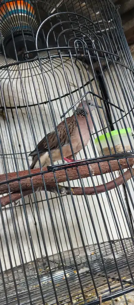 Tekukur kuk 3 paten lokal alam