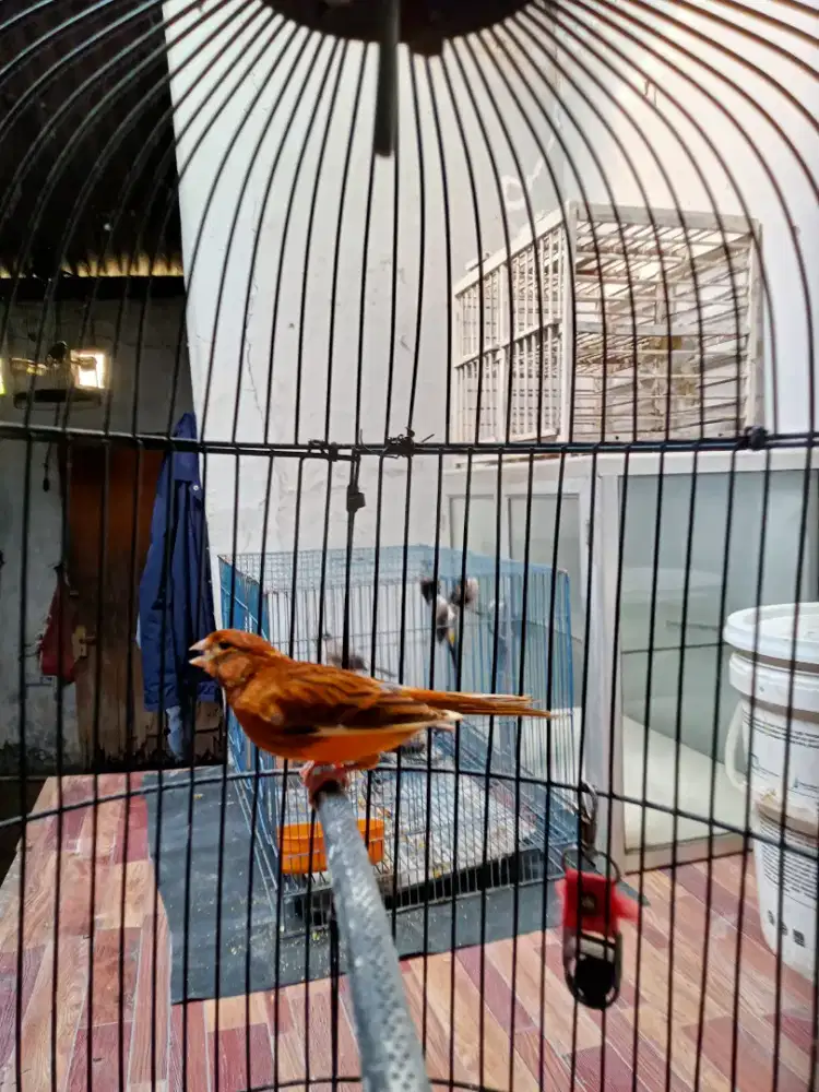 Burung kenari warna bon