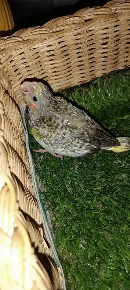 Anakan falk tompel batik jinak