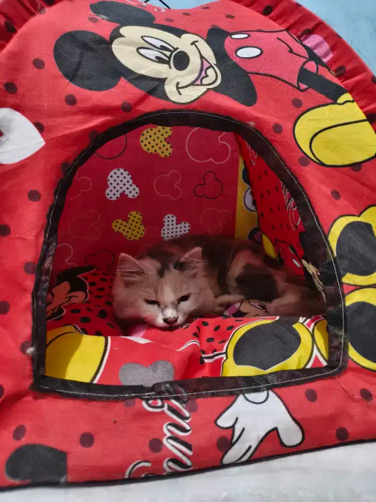 Open adopt Persia Calico betina