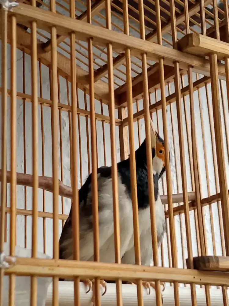 jalak suren + fulset