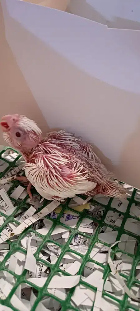 Falk Albino MM jinak