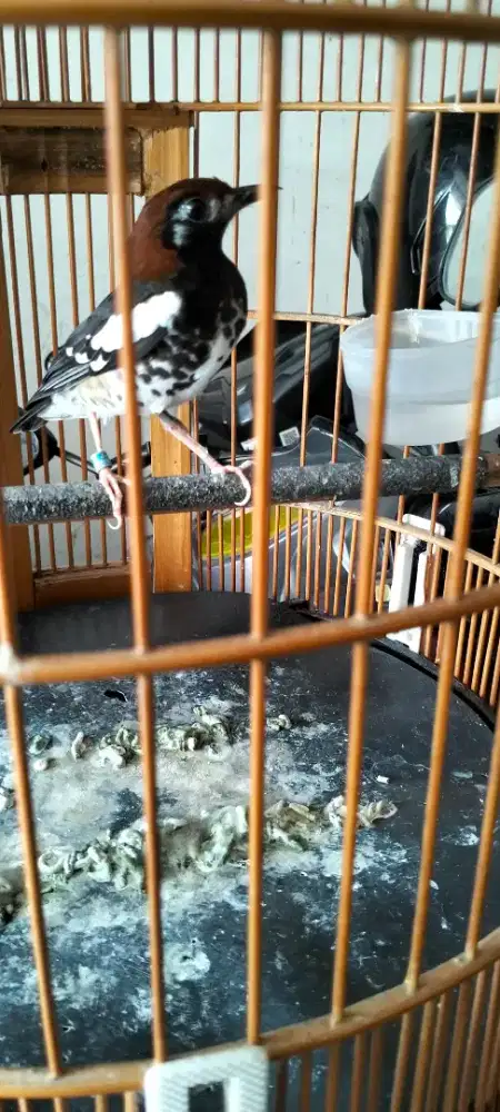 Dijual Burung Anis kembang nggacor .