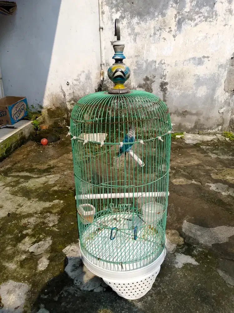 Burung Lovebird Fulset