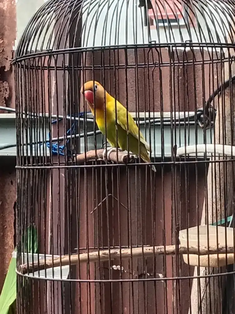 Lovebird paskuntor