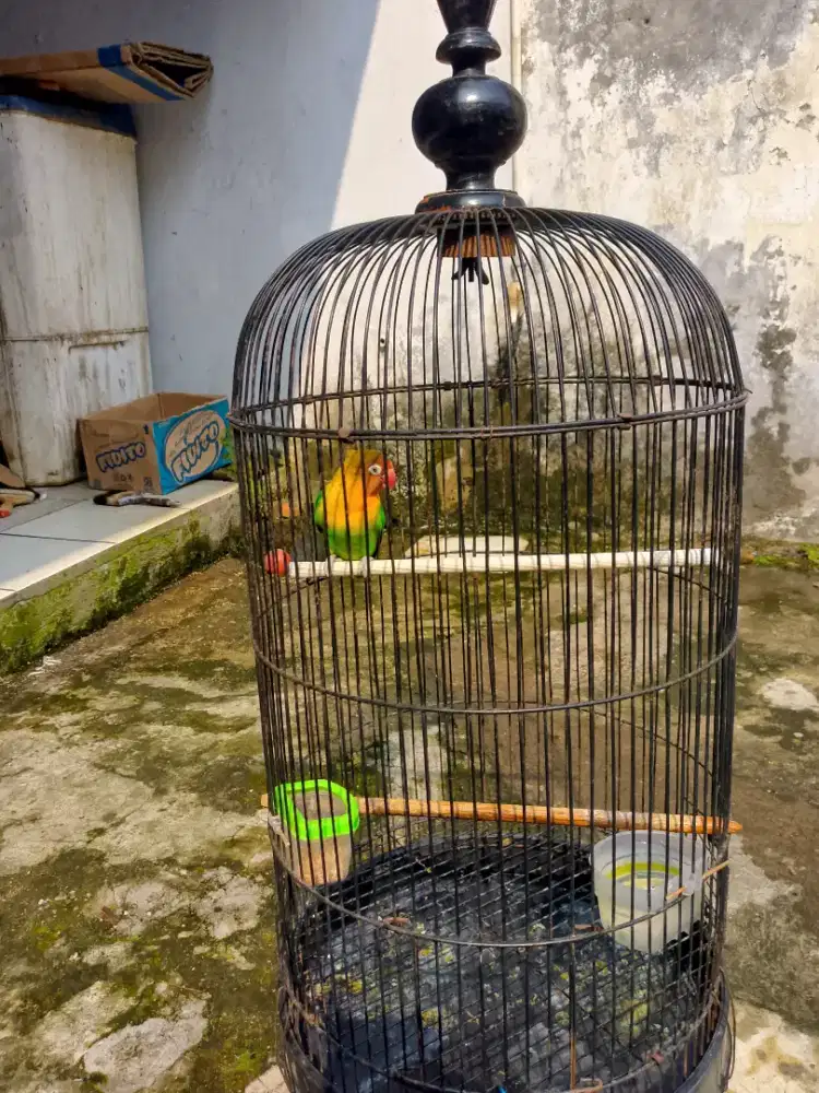 Burung lovebird fulser