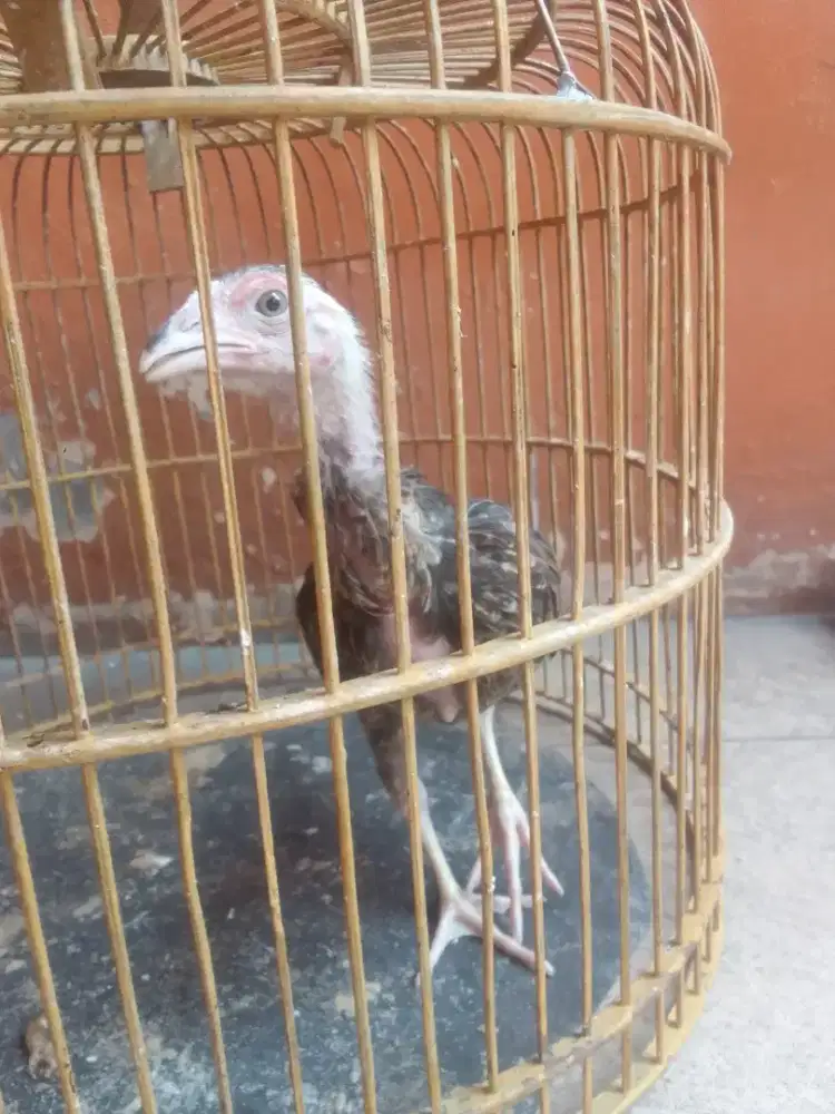 Anak ayam pakhoy ori