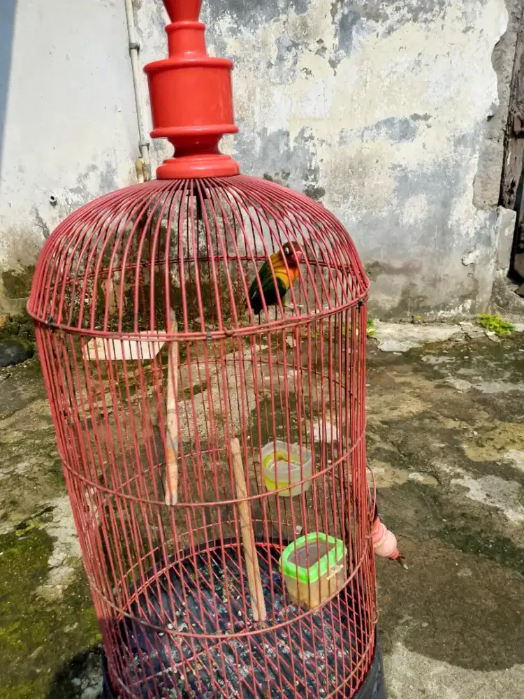 Burung lovebird Fulset