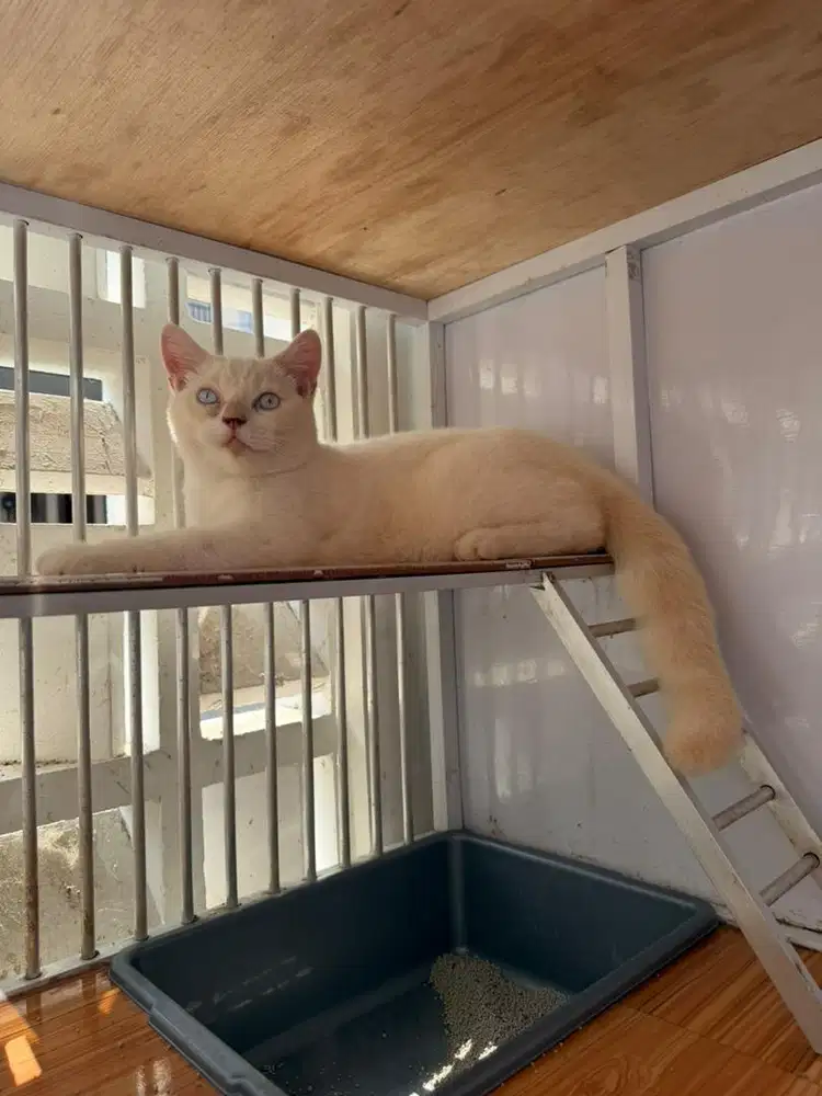 Kucing British Short Hair BSH Jantan