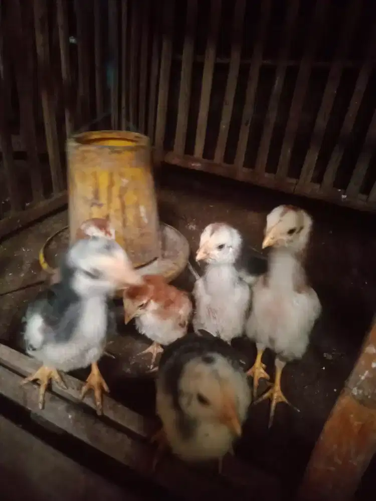 Anak ayam shamo Jepang brutal pukul ko jos