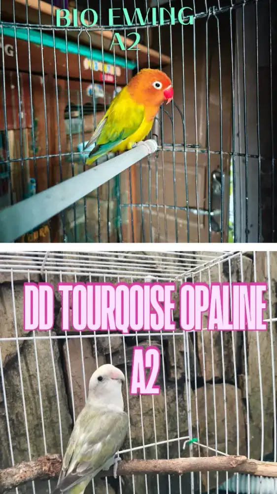 Lovebird Klep dan NK