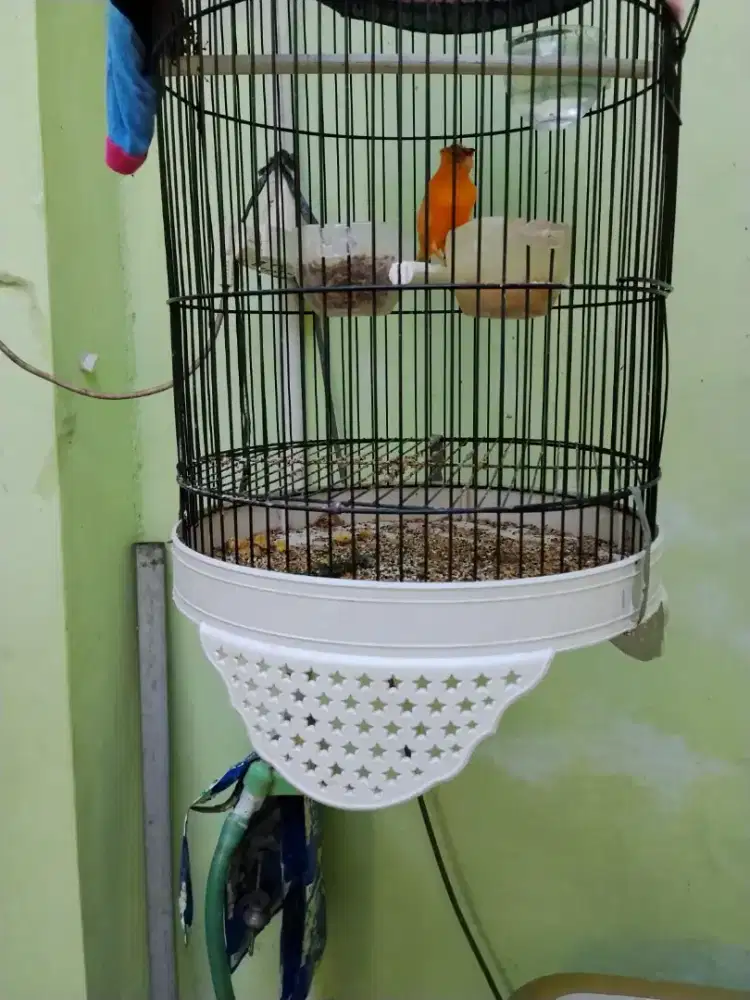 Kenari Merlok paud usia 2-3 bulanan