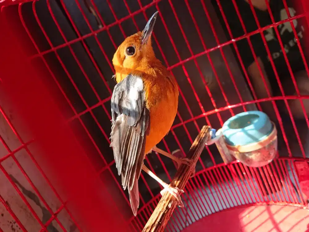 Anis merah jantan hutan mulus