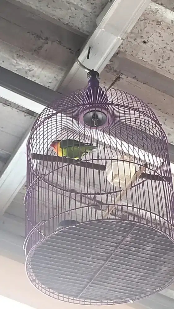 Burung lb josan berisik