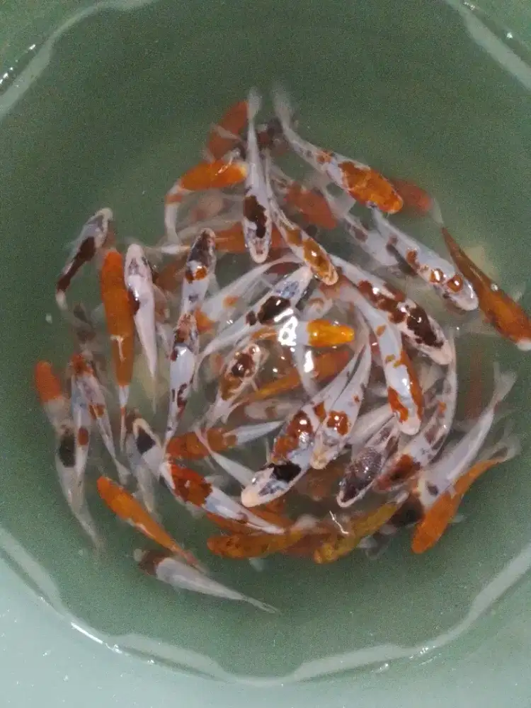 Ikan koi jenis Budo Goromo 10-12cm grade A