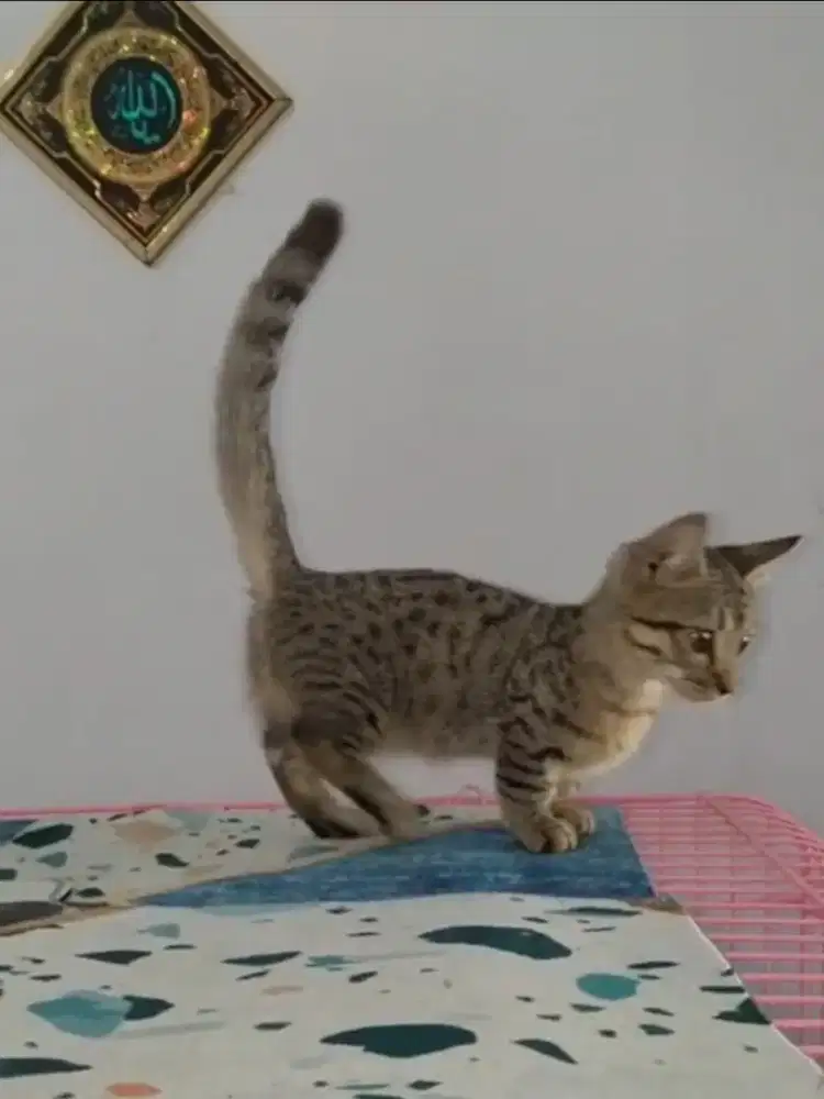 Kucing kitten munchkin genetta