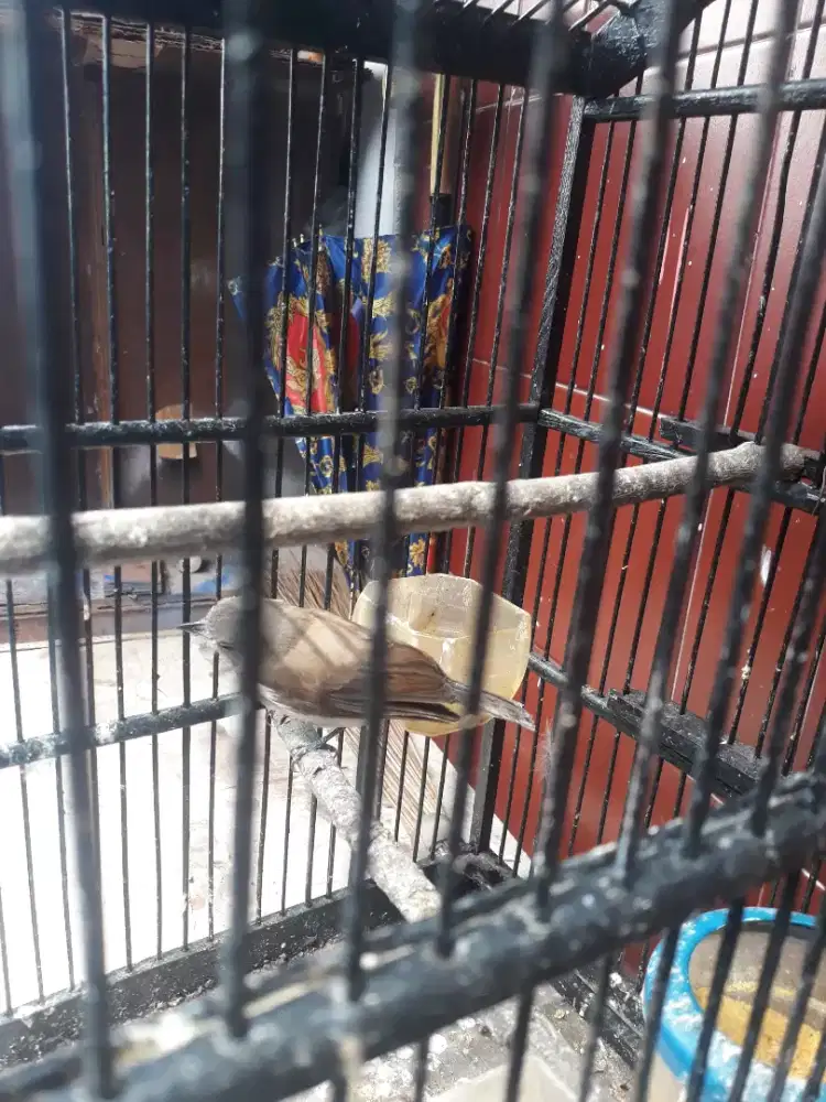 kacilan bakau pur total