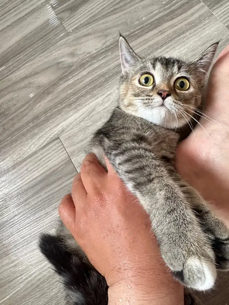 Free Adopt Kitten Kucing Persia Mixdome Betina Usia 5 bulan