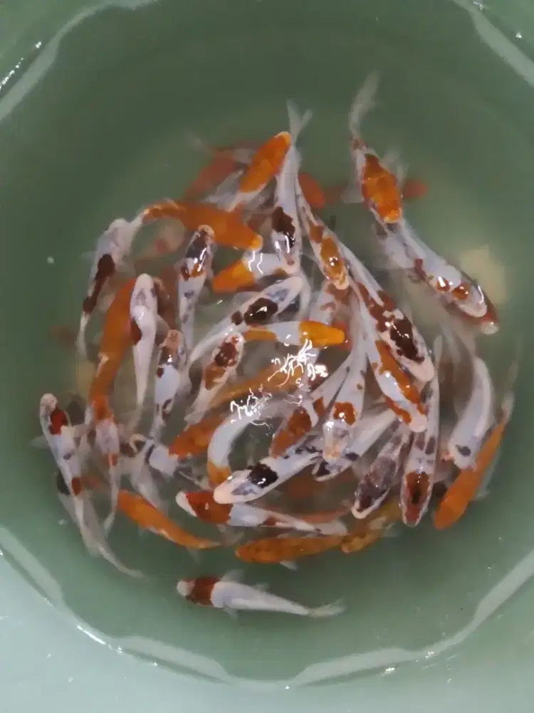 Ikan koi jenis Budo Goromo 10-12cm grade A