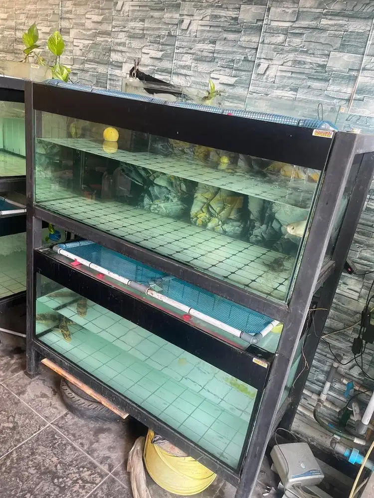 Paket Aquarium Bekas Murah Bagus