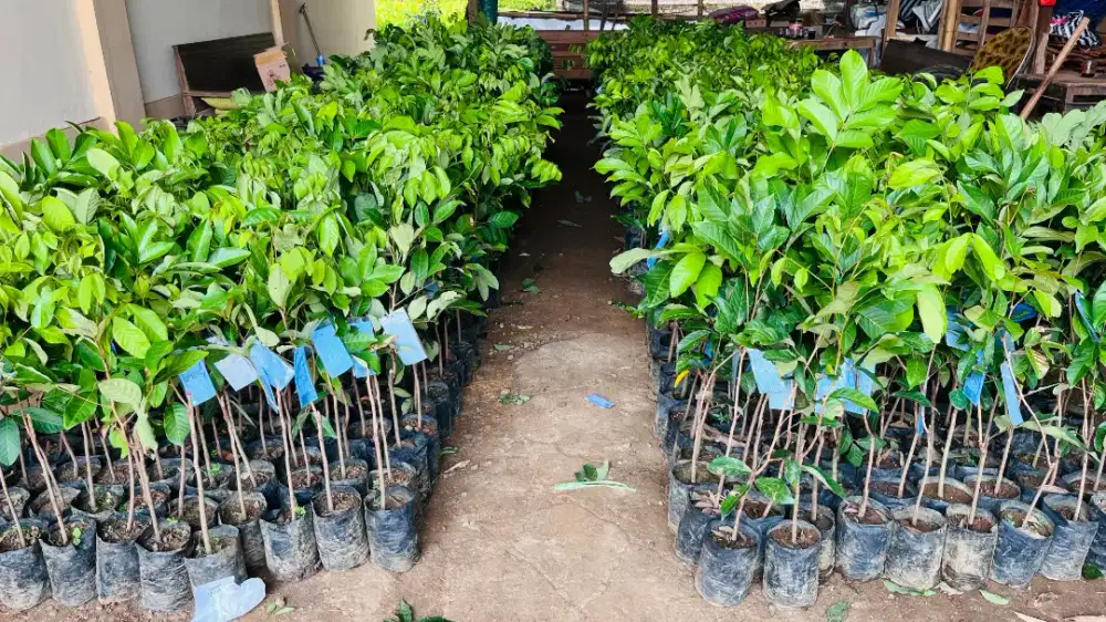 Bibit rambutan berlabel dan bersertifikat