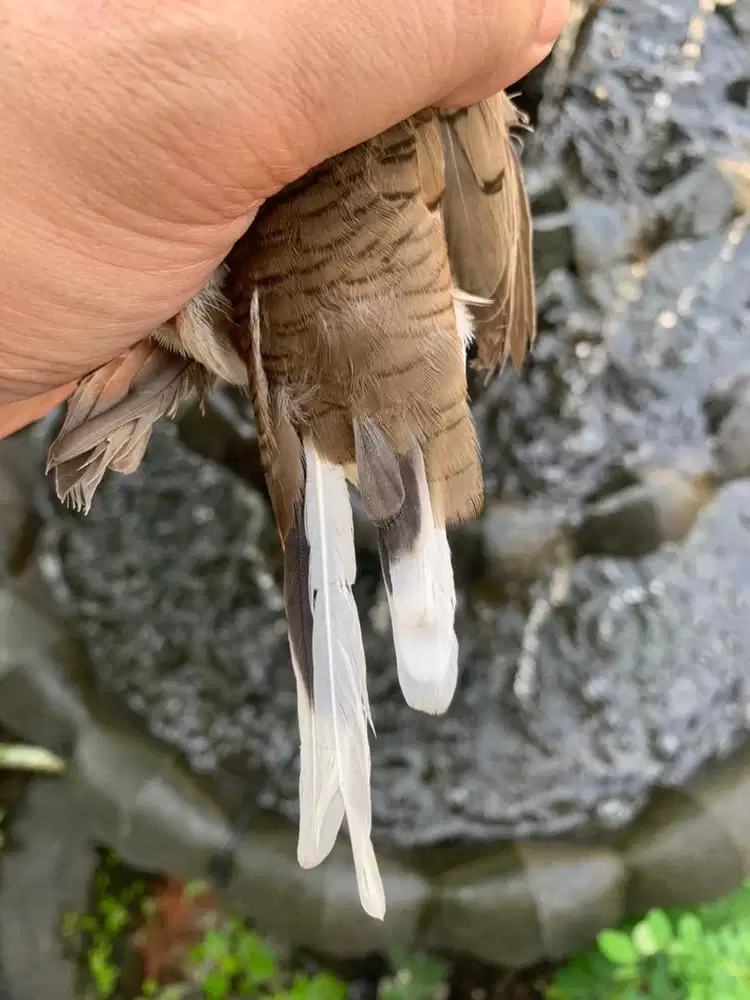 Perkutut Sodo Lanang Langka