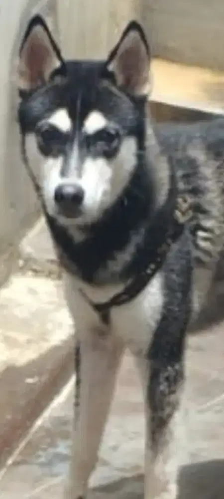 Alaskan dan husky siberian