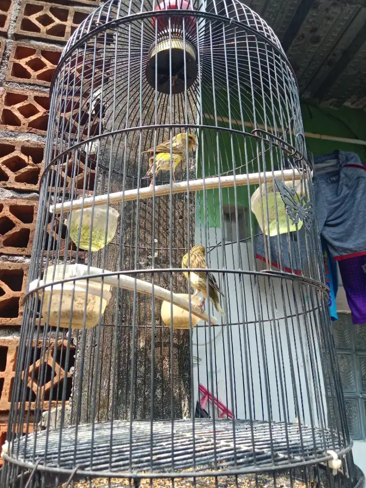 Kenari betina body big siap ternak