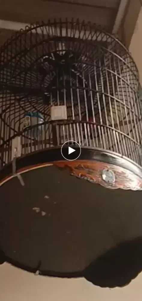 dijual aj mb muda utan siap tempur kk ebod no 2