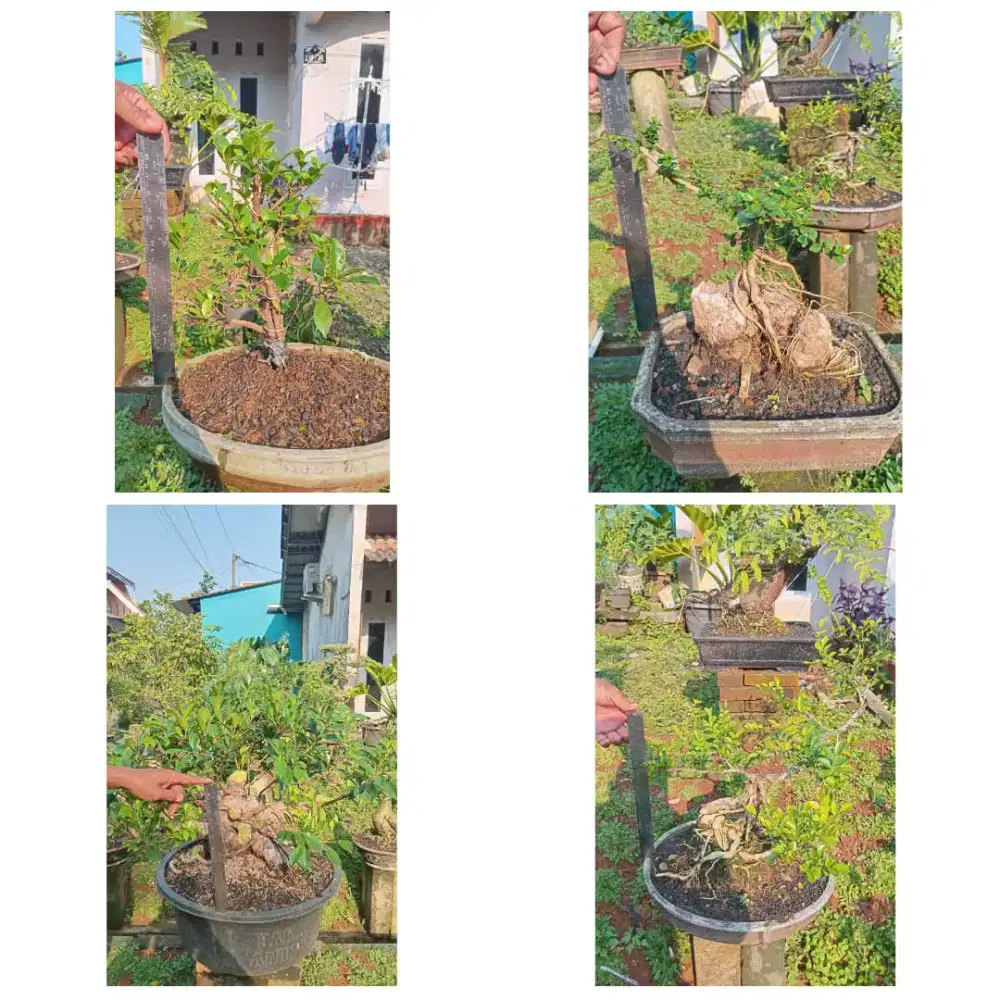 Tanaman Bonsai dan Bahan