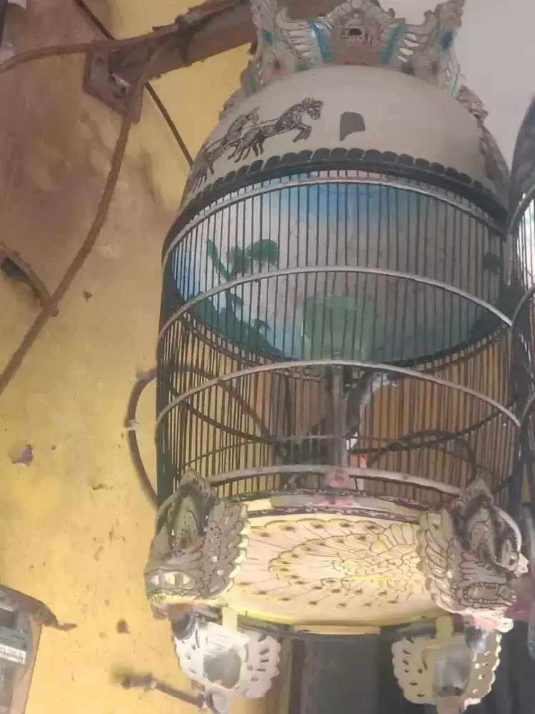 Perkutut Bangkok asli rajin bunyi